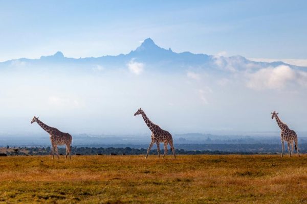 Mount Kenya Wildlife