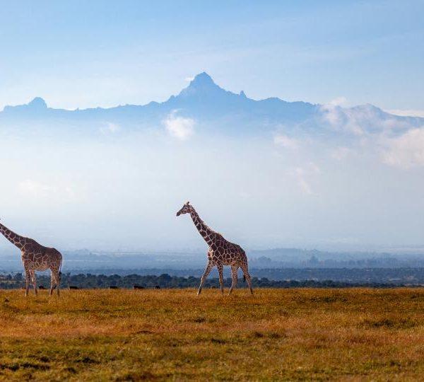 Mount Kenya Wildlife